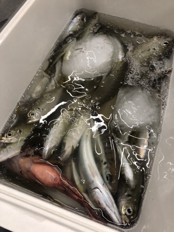 釣果写真