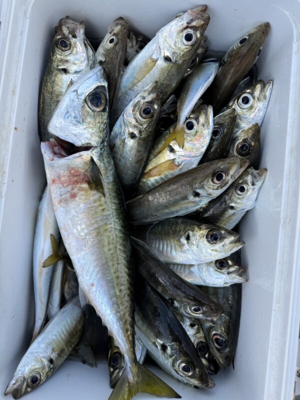 釣果写真