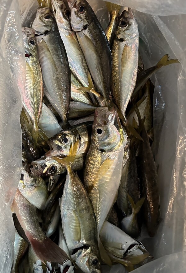 釣果写真