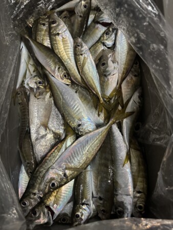 釣果写真