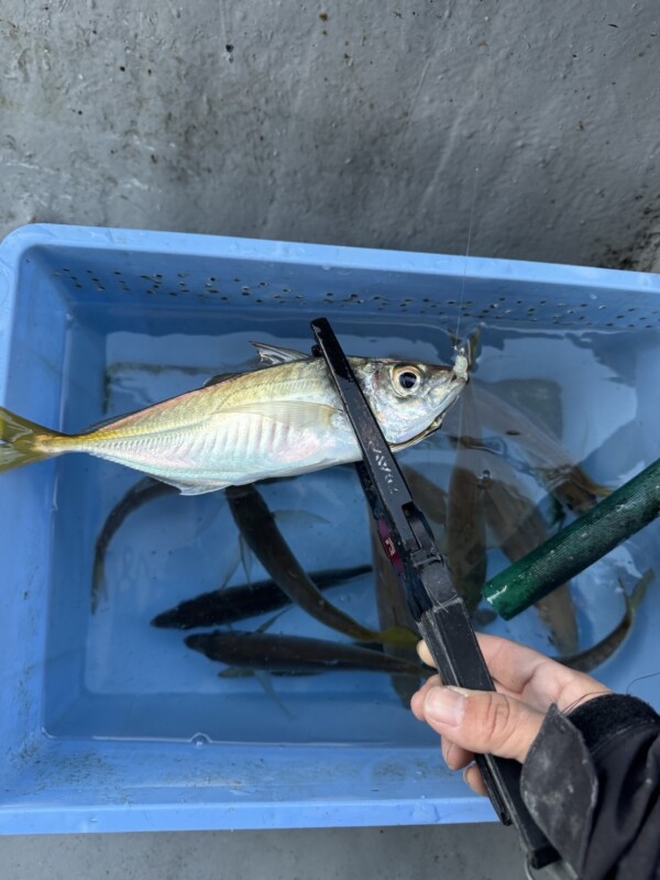 釣果写真