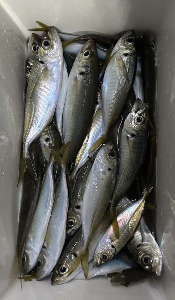 釣果写真