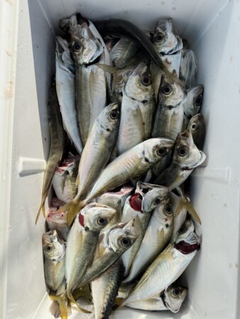 釣果写真