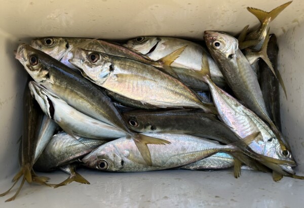 釣果写真