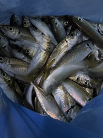 釣果写真