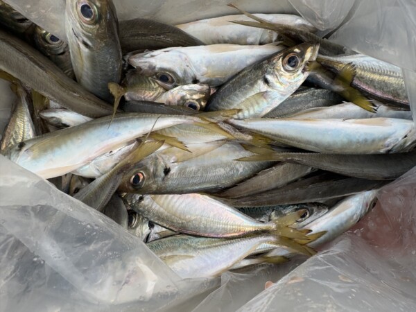 釣果写真