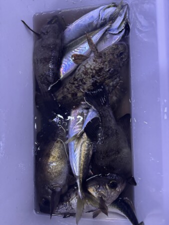 釣果写真