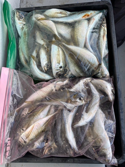 釣果写真