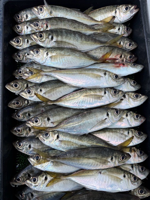 釣果写真