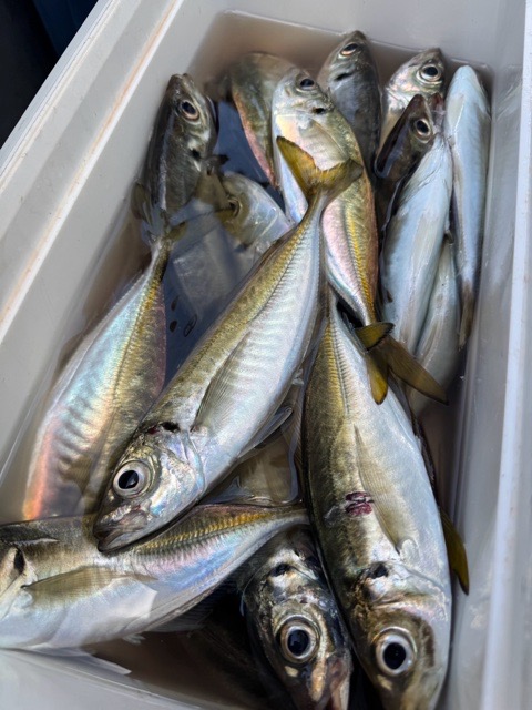 釣果写真