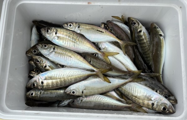 釣果写真