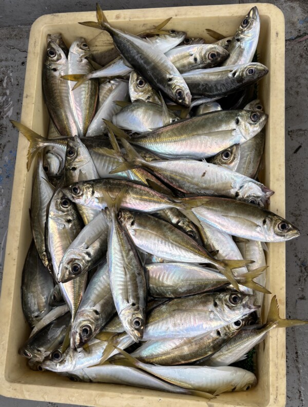 釣果写真
