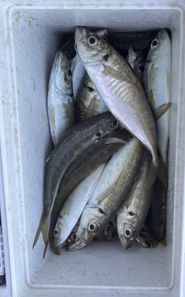 釣果写真