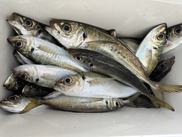 釣果写真