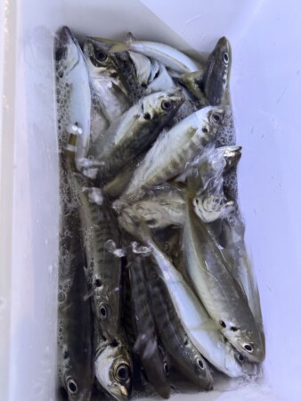 釣果写真