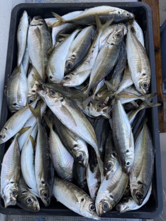 釣果写真
