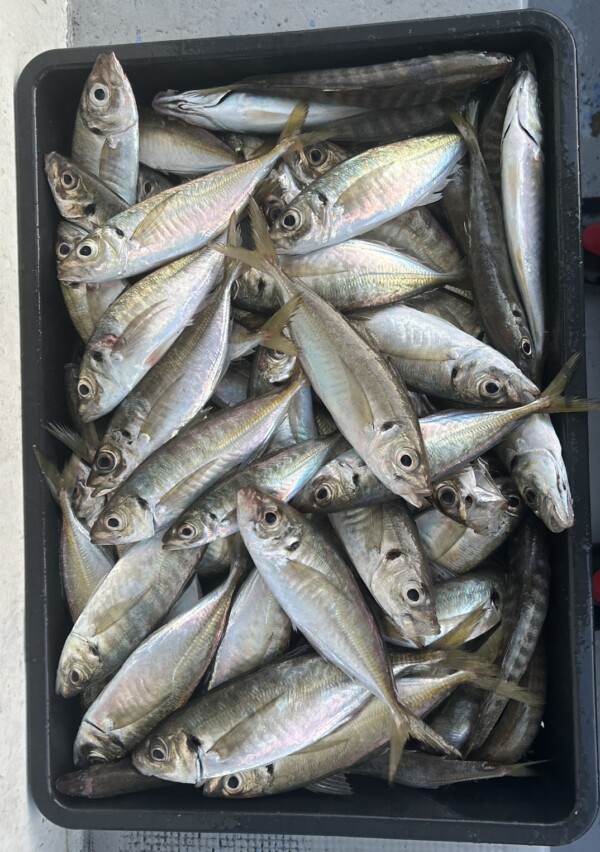 釣果写真