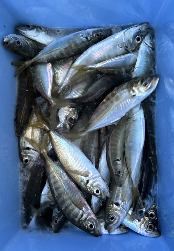 釣果写真