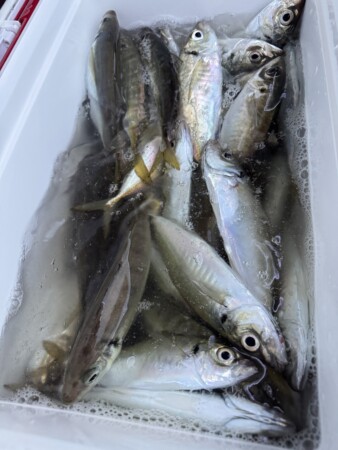 釣果写真