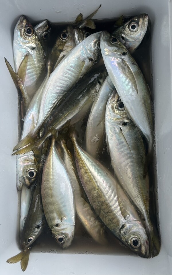 釣果写真