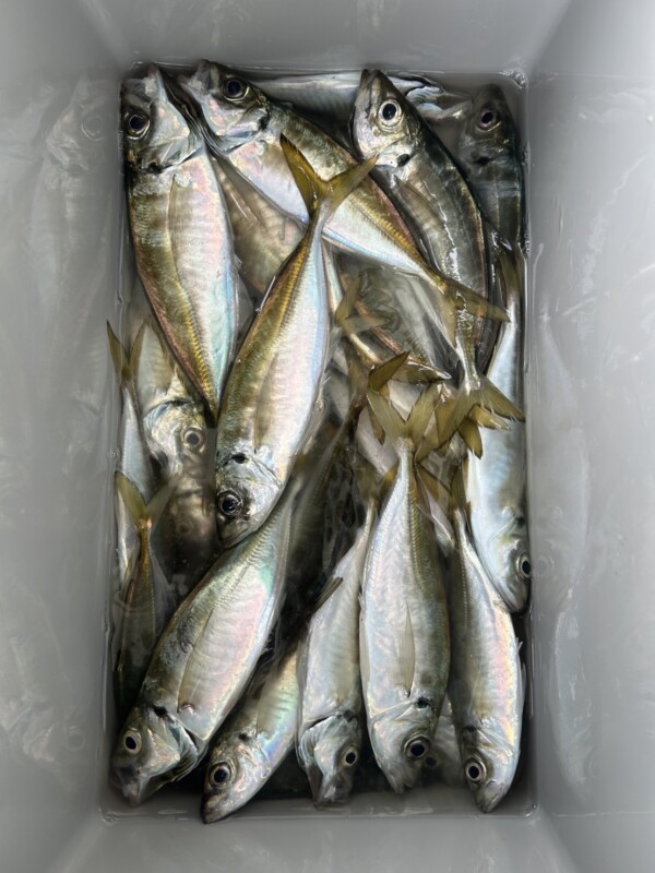 釣果写真