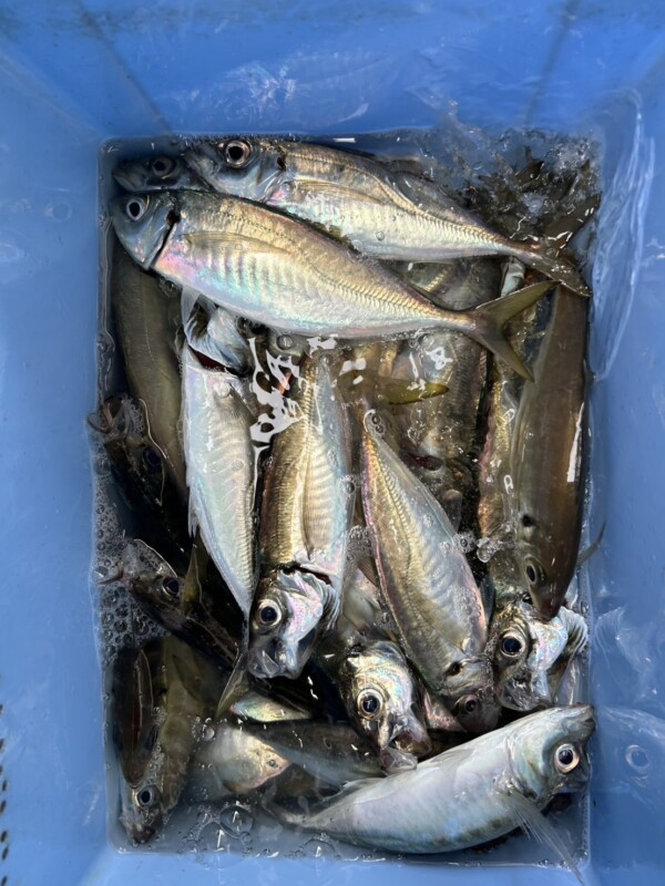 釣果写真