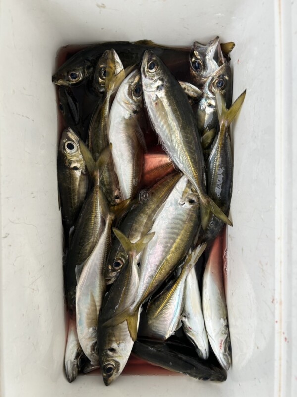 釣果写真