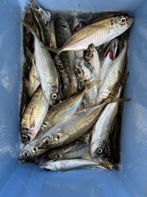 釣果写真