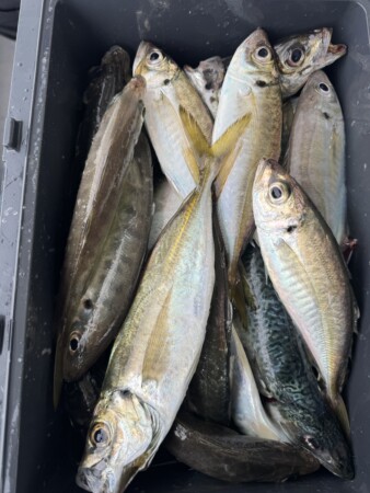 釣果写真