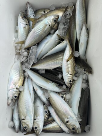 釣果写真