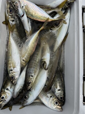 釣果写真