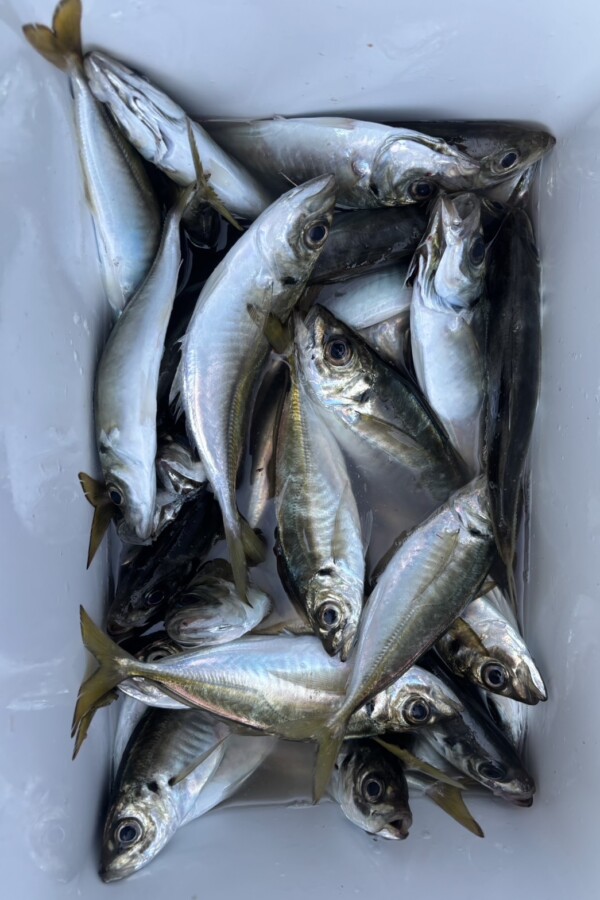 釣果写真