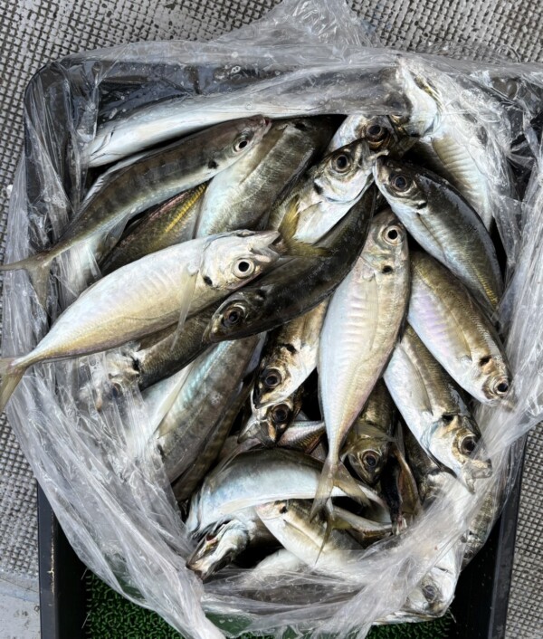 釣果写真