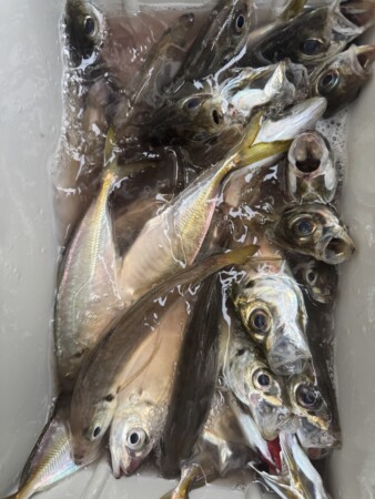 釣果写真