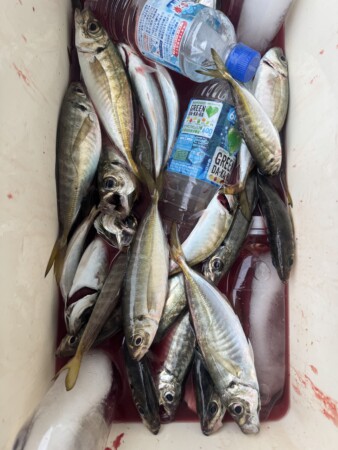 釣果写真