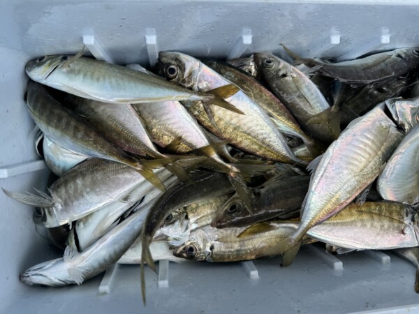 釣果写真