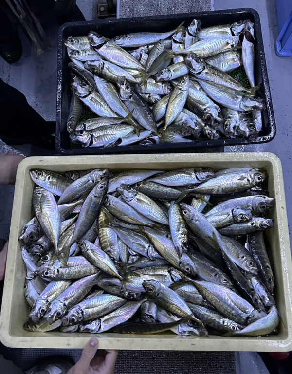 釣果写真