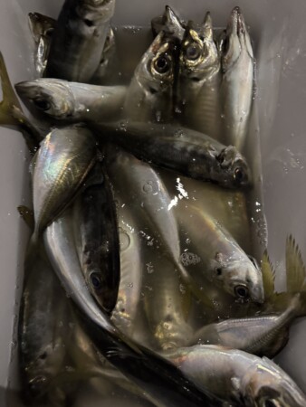 釣果写真