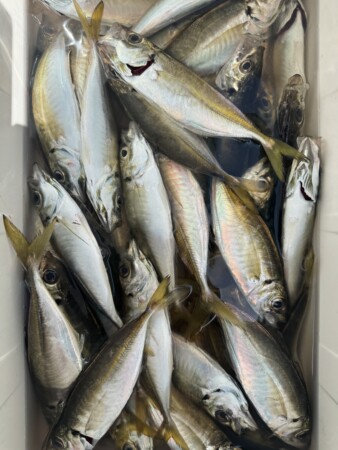 釣果写真
