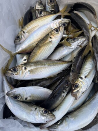釣果写真