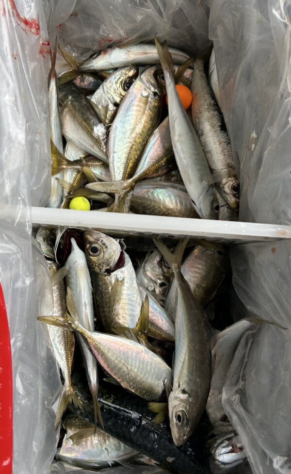 釣果写真