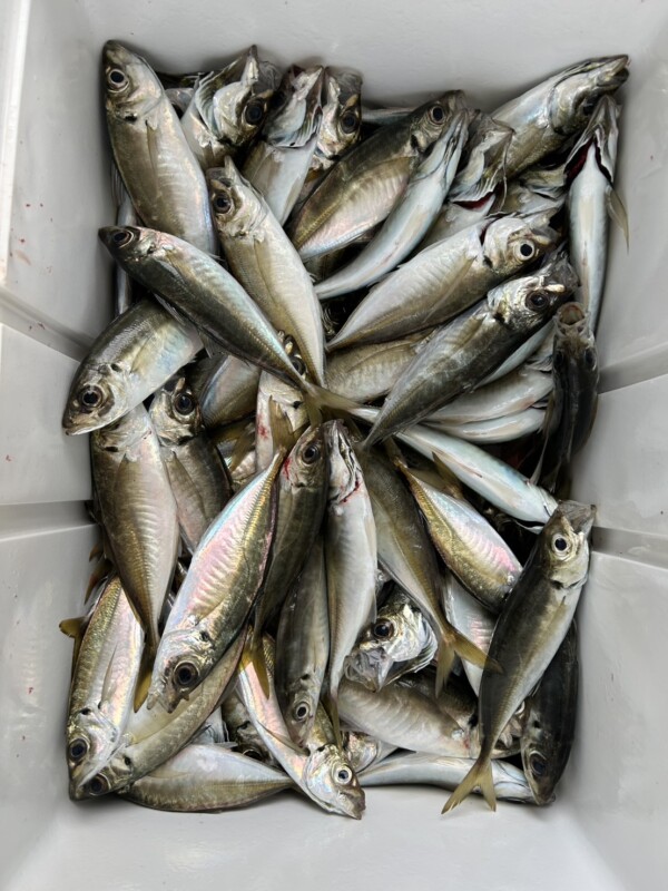 釣果写真