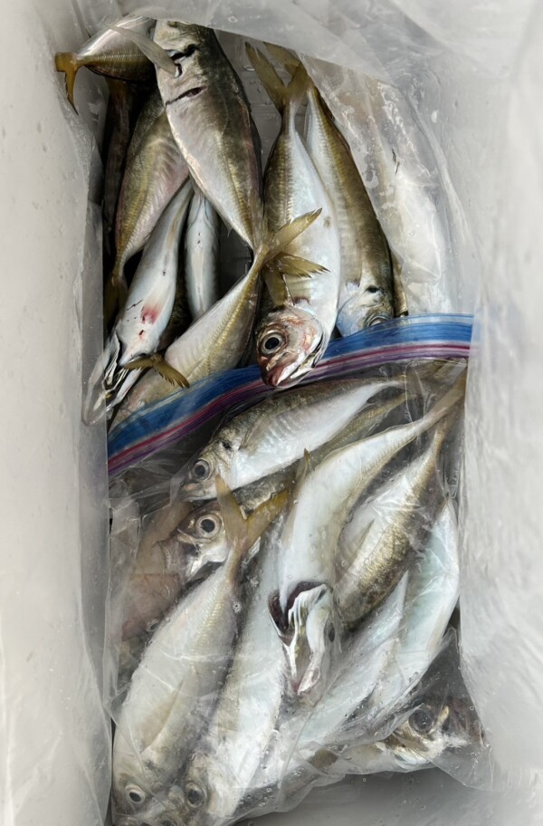 釣果写真