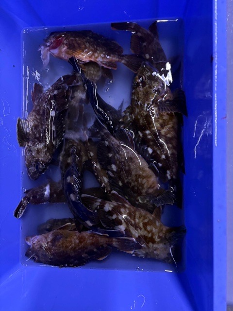 釣果写真