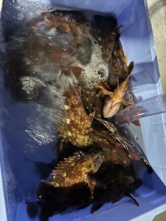 釣果写真