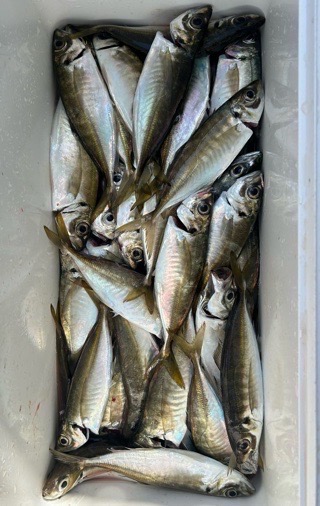 釣果写真