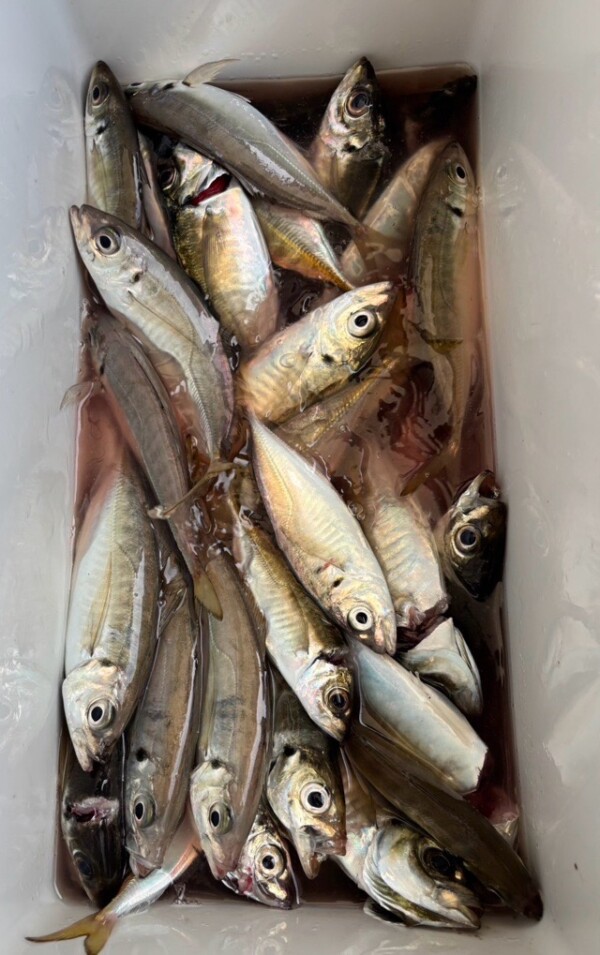 釣果写真