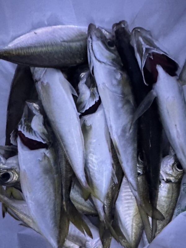 釣果写真