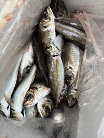 釣果写真