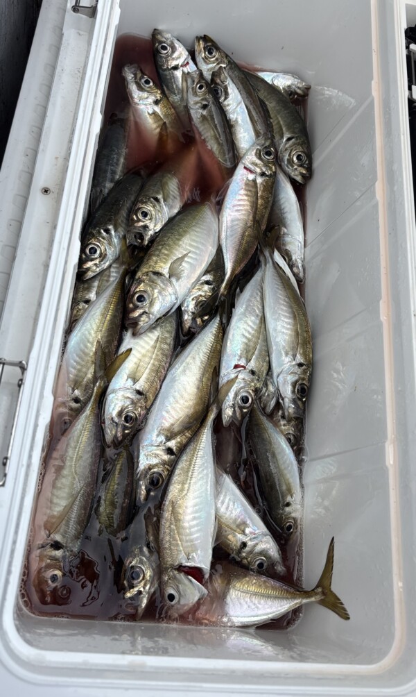 釣果写真